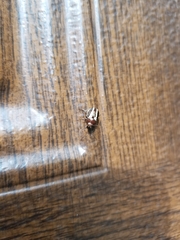 Calligrapha californica