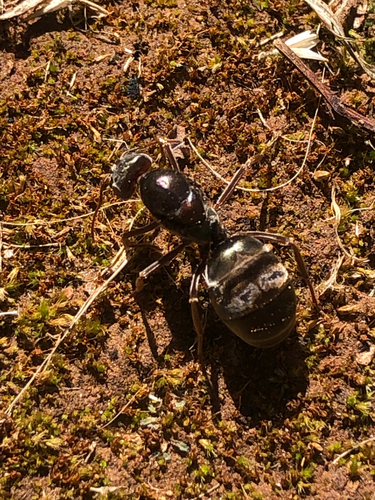 Southern Meat Ant