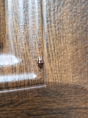 Calligrapha californica