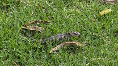 Pink-tongued Skink