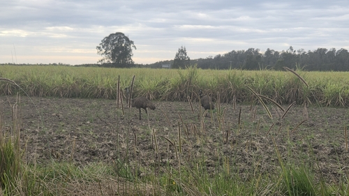 Emu