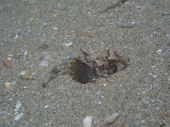 Chelidonichthys lucerna