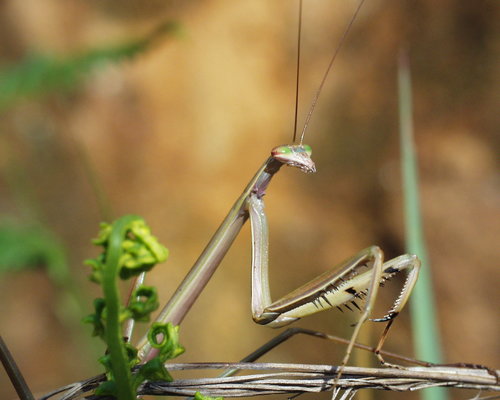 Stick Mantis