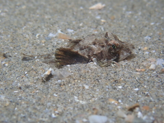 Chelidonichthys lucerna