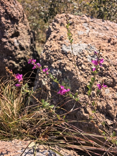 Lespedeza floribunda observed 2026-10-05