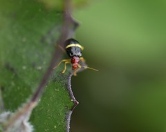Gynandrobrotica