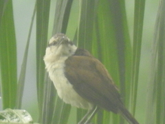 Campylorhynchus chiapensis