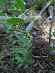 Diplolepis mucronata