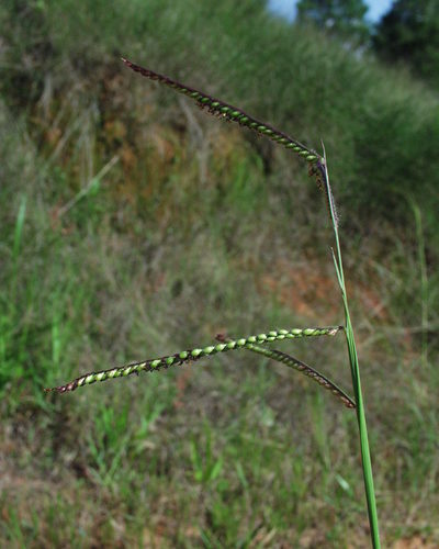 Urochloa brizantha
