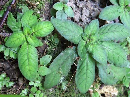 Staurogyne concinnula observed 2026-09-24