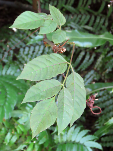 Nekemias cantoniensis, 2026-09-24