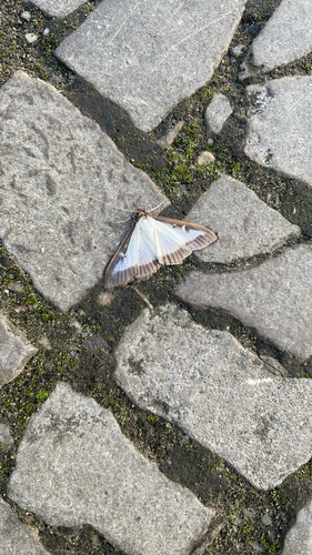 Box Tree Moth