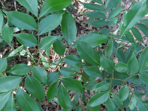 Archidendron lucidum observed 2026-09-24
