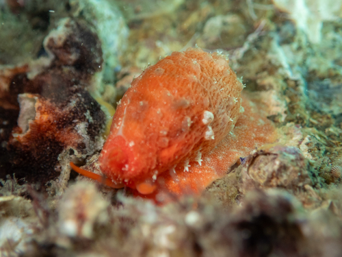 Cypraea teres observed 2026-10-05