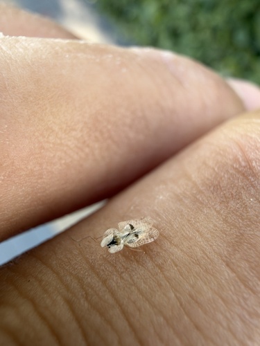Eastern Sycamore Lace Bug