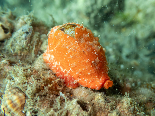 Cypraea teres observed 2026-10-05