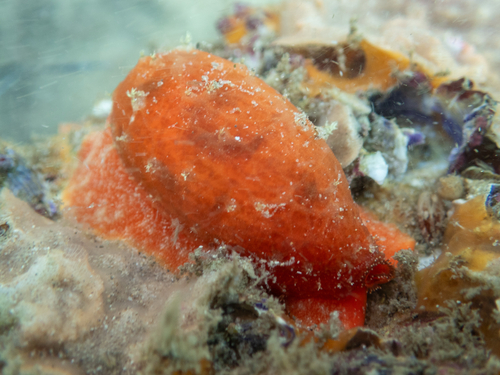 Cypraea teres observed 2026-10-05