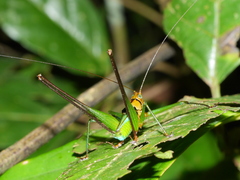 Glenophisis pretiosa