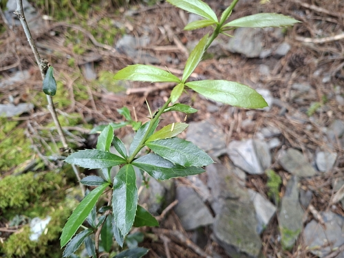 Berberis kawakamii, 2026-10-03