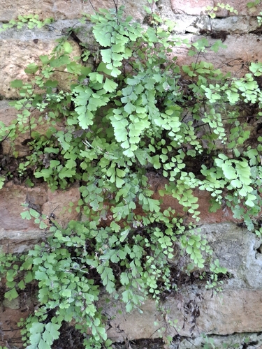 black maidenhair fern