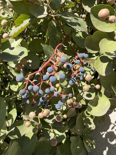 Virginia creeper