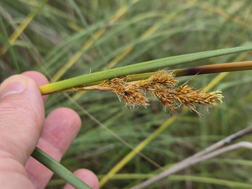 Gahnia trifida observed 2026-10-05