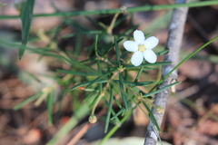 Ricinocarpos linearifolius