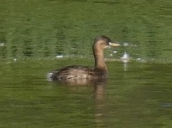 Little Grebe