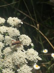 Stenopterus mauritanicus