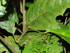 Glenophisis pretiosa