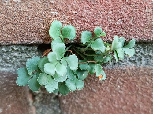 wall-rue