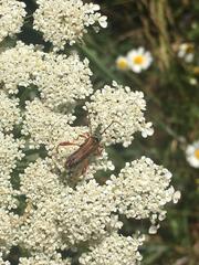 Stenopterus mauritanicus