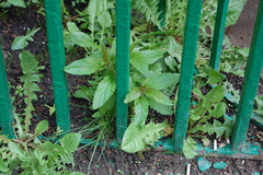 Scrophularia chlorantha