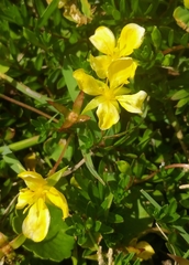 Hypericum cistifolium