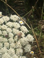 Stenopterus mauritanicus