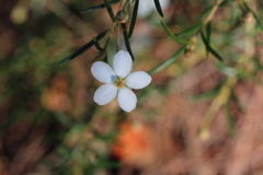 Ricinocarpos linearifolius