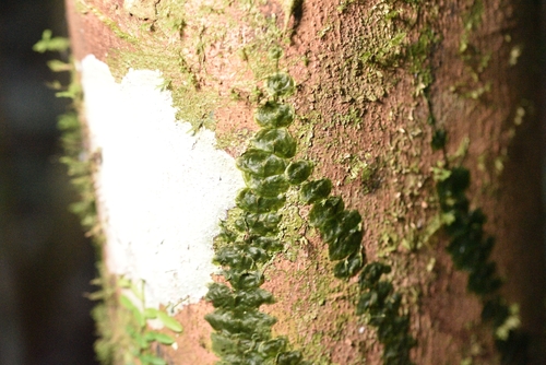 Didymoglossum tahitense observed 2026-10-05
