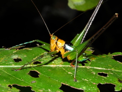 Glenophisis pretiosa