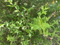 Maytenus boaria