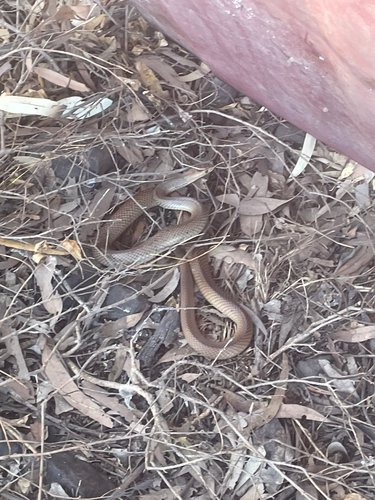 Eastern Brown Snake