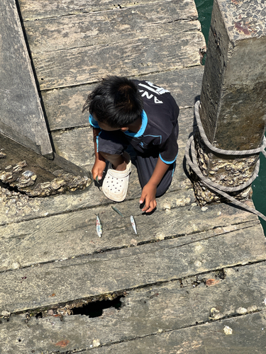 Sardinella observed 2026-10-04