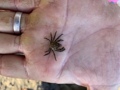 Acanthonyx lunulatus