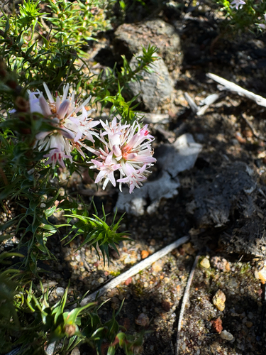 Andersonia sprengelioides observed 2026-10-03