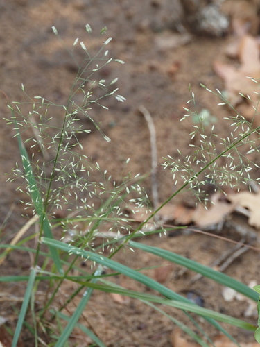 Eragrostis barrelieri observed 2026-10-02