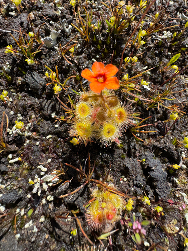 Drosera glanduligera