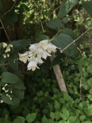 Deutzia pulchra