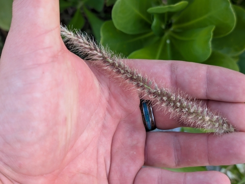 Cenchrus ciliaris observed 2026-10-04