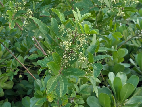 Schinus terebinthifolia observed 2026-10-04