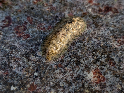 Dolabrifera dolabrifera, 2026-10-04