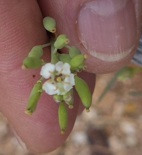 Arabidella glaucescens observed 2026-10-05